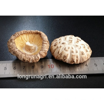 China Factory Price Delicious White Flower Shiitake Mushroom